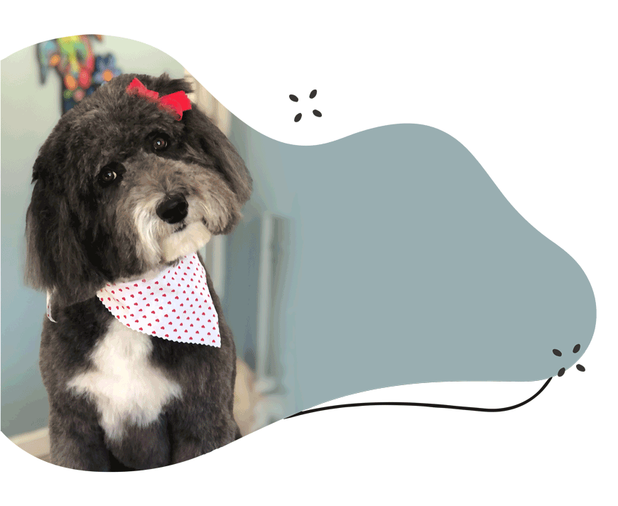https://staging.animalcrackerssouthlyon.com/wp-content/uploads/2021/07/Dog-Grooming-Quote.png