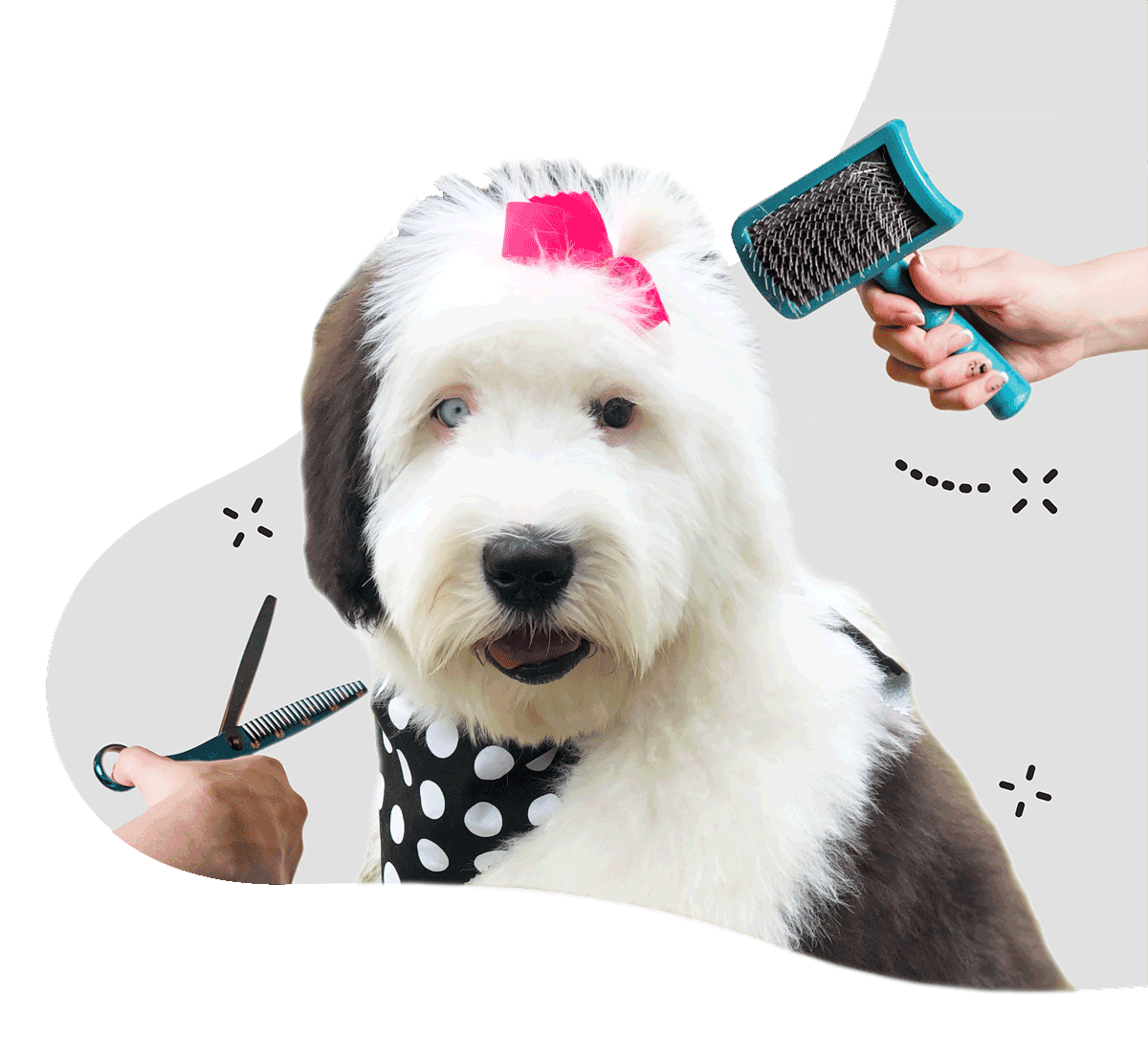 https://staging.animalcrackerssouthlyon.com/wp-content/uploads/2021/07/GROOMING-Animal-Crackers-Hartland.png