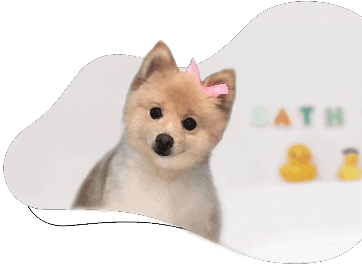 https://staging.animalcrackerssouthlyon.com/wp-content/uploads/2021/07/hartland-Animal-crackers-dog-bathing.png